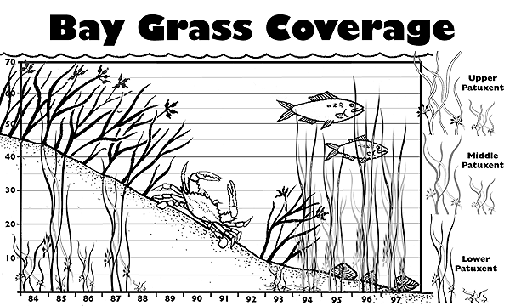 Bay Grass Coverage