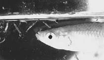 Gambusia: mosquitofish.