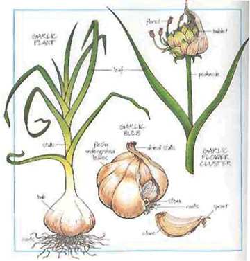 garlic-plants.jpg