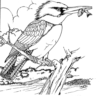 Kingfisher scene | Bird coloring pages, Bird drawings, Animal coloring