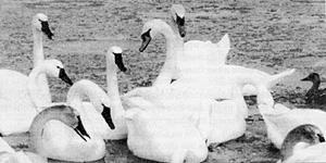 swans taken by Gene Miller