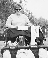 dogs in a stroller