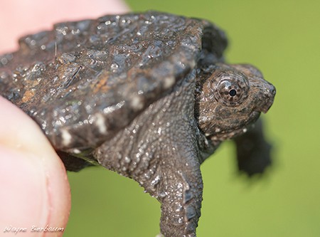 Snapping Turtles Hatching - Bay Weekly