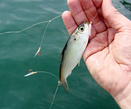 Why Rockfish Prefer Spot - Bay Weekly
