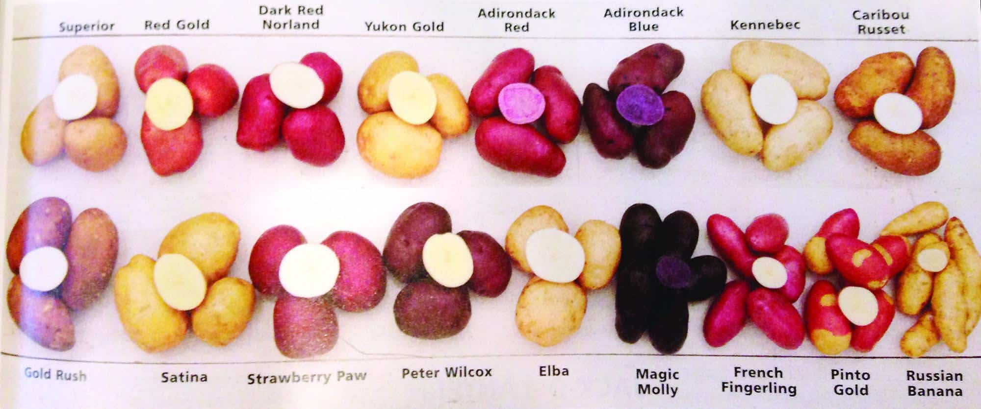 Potato Varieties List