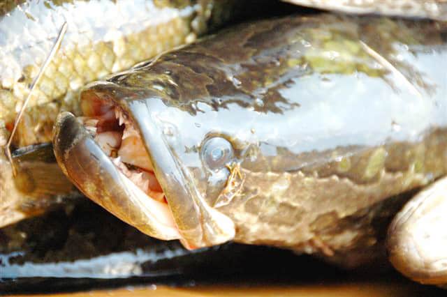 If You Can Catch a Snakehead, Eat It - Bay Weekly