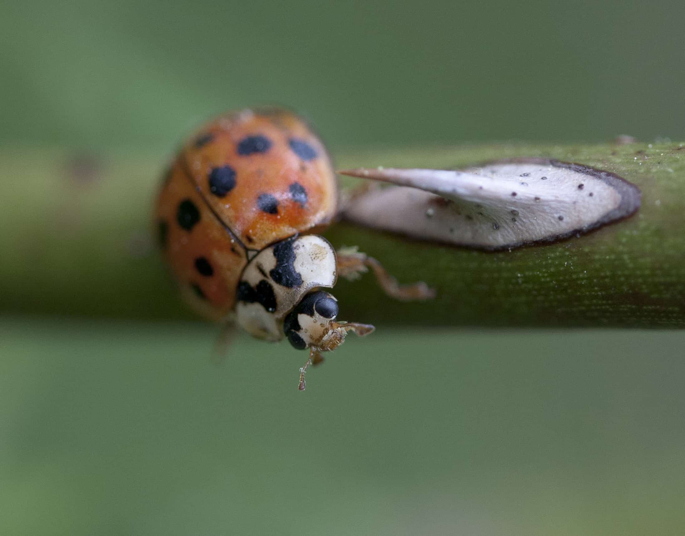 Creature Feature The Helpful Ladybug Bay Weekly