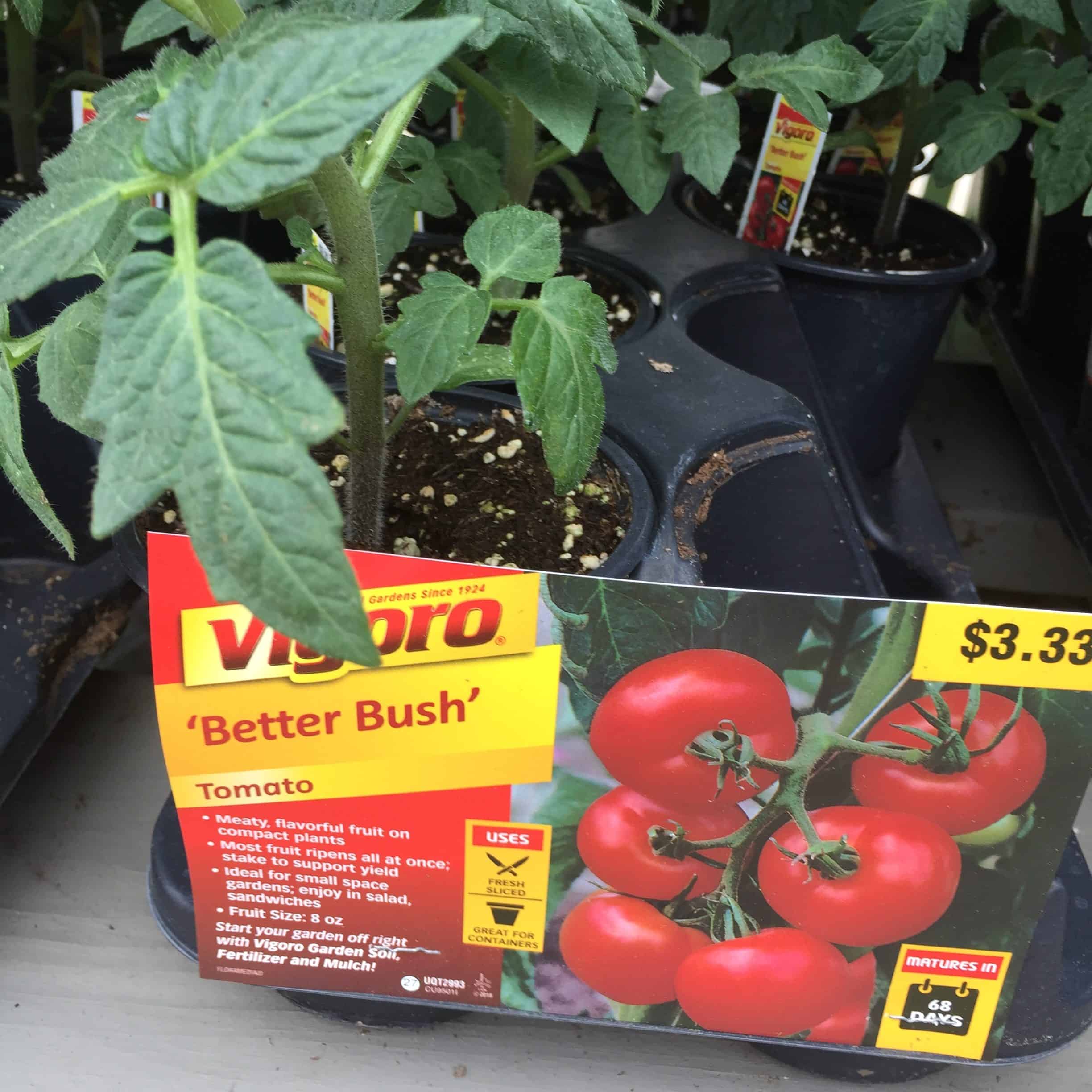 Grow a Quarantine Garden of Small Veggies in Pots Bay Weekly