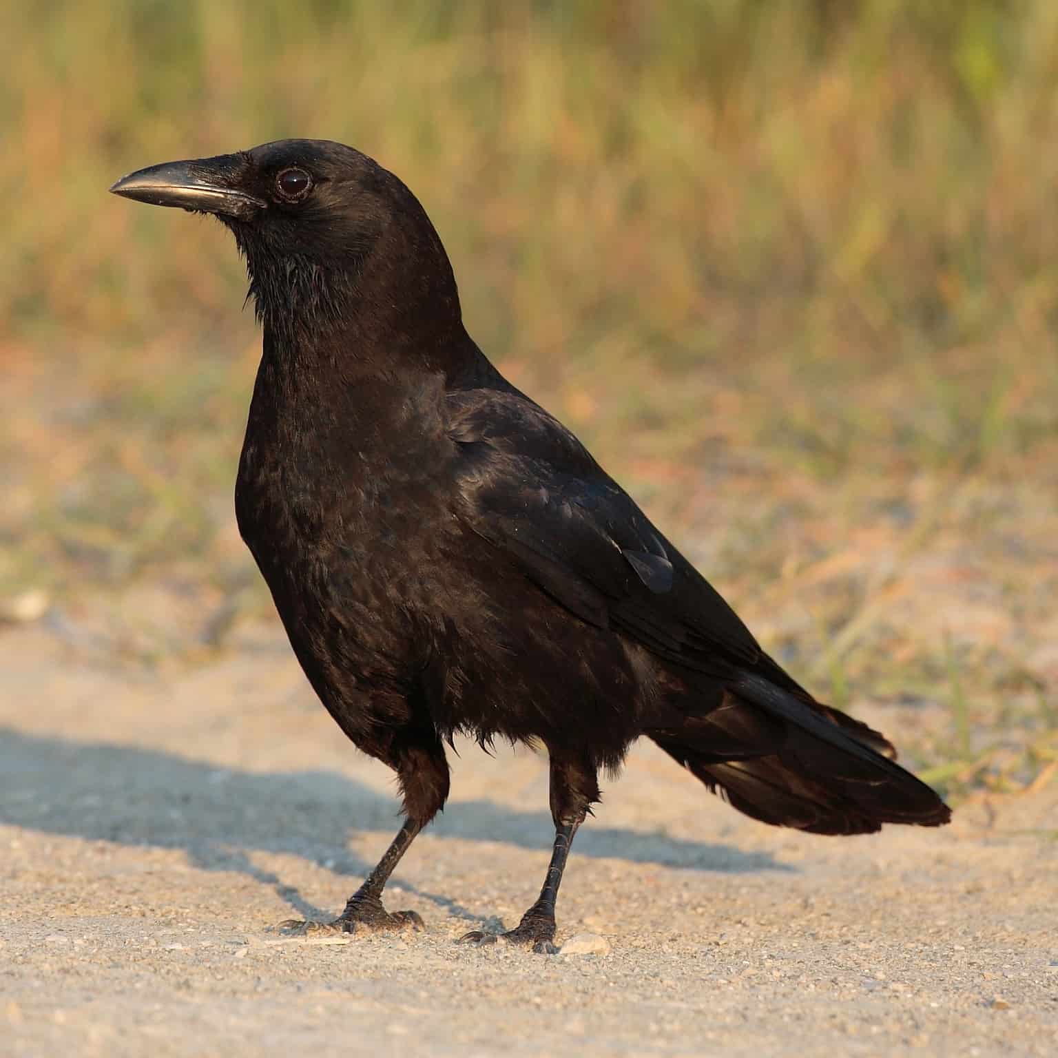 lost saga crow