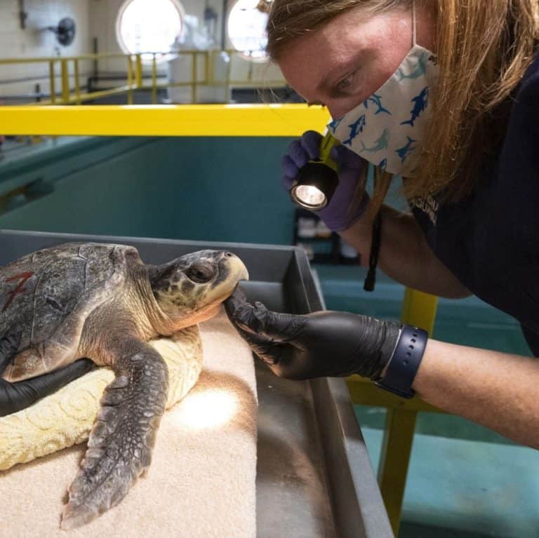 Aquarium Takes In 30 Cold-Stunned Sea Turtles - Bay Weekly