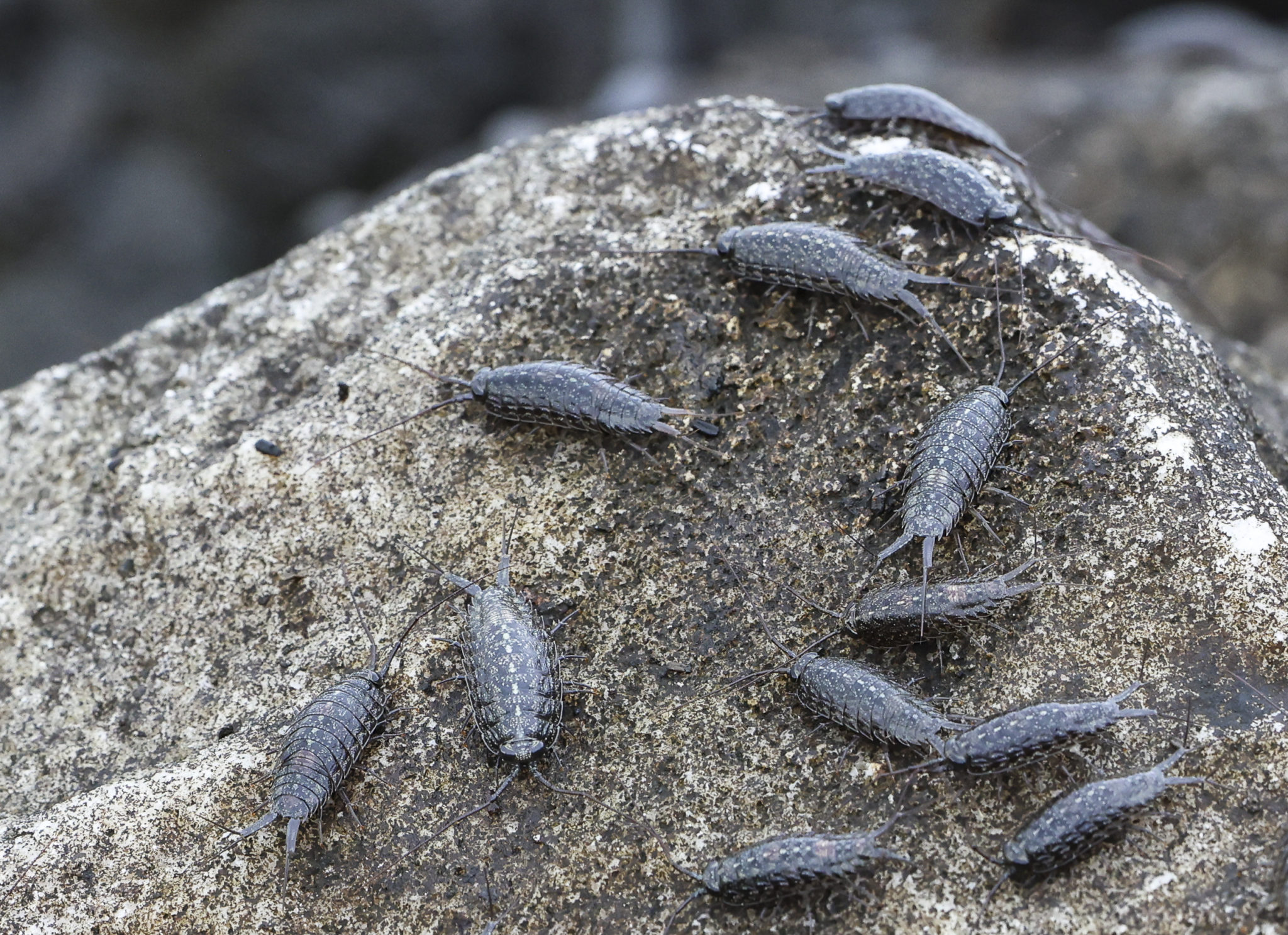 The Ancient Isopods Bay Weekly