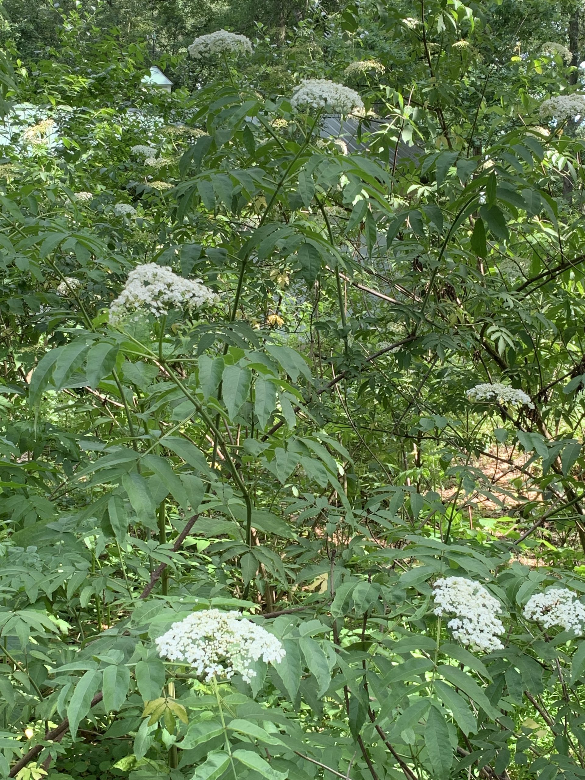 The Power of the Elderflower Bay Weekly