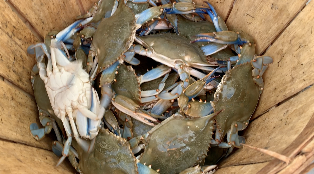 New Blue Crab Limits Proposed Amid Dismal Winter Dredge Survey Bay Weekly