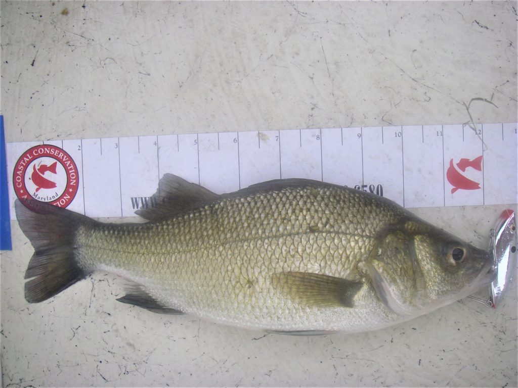 Seeking the Right-Sized White Perch - Bay Weekly