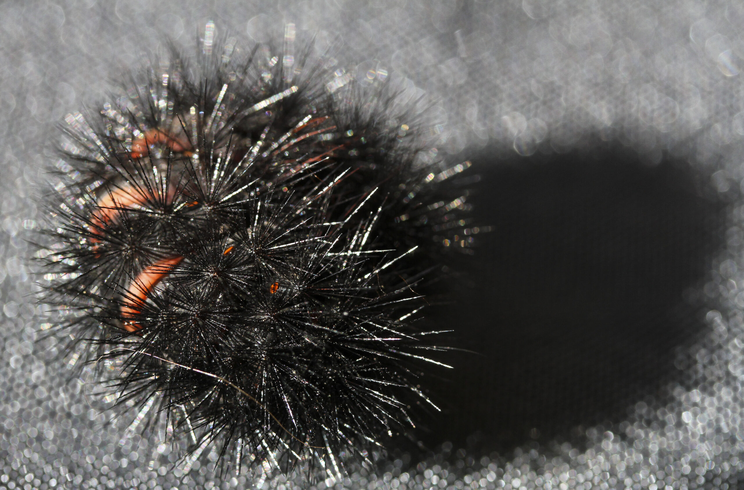 Wooly Bears on the Move Bay Weekly